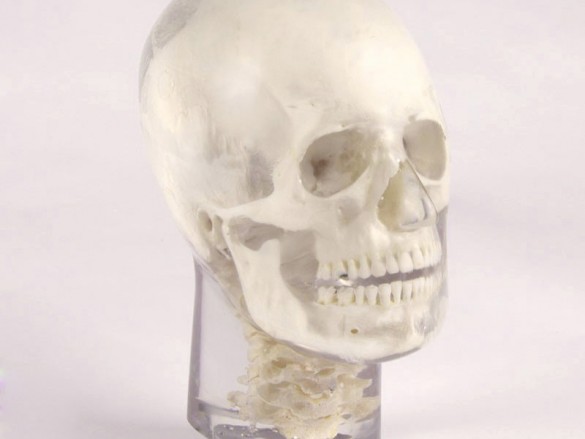 Quart Dental X-Ray Head Phantom