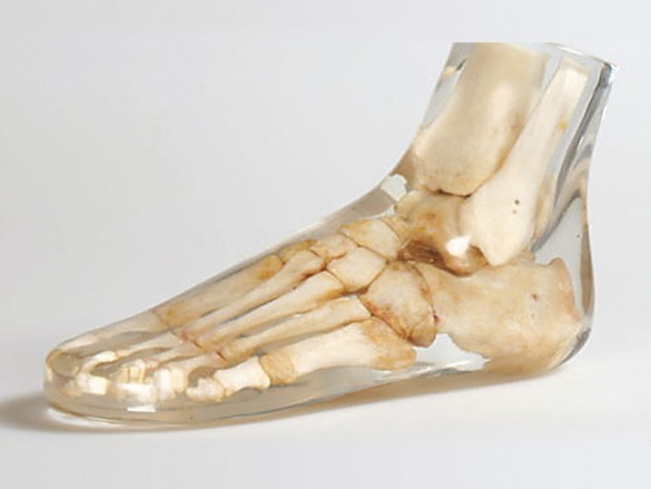 Quart X-Ray Foot Phantom