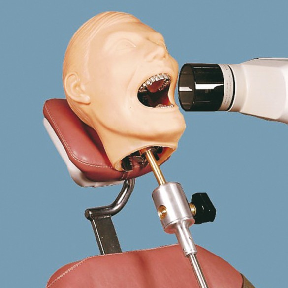 Quart Dental X-Ray Training Phantom