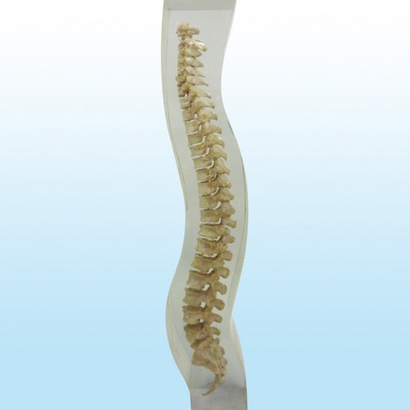 Quart X-Ray Spine Phantom